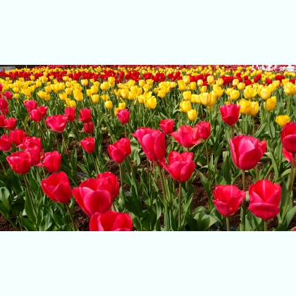 ������ ��������� � ��� �� �������� ������� Viber 